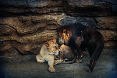 两个狮子和母狮靠近岩层